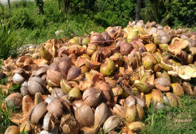 PENGEMBANGAN AGROINDUSTRI KELAPA